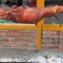 roastpig